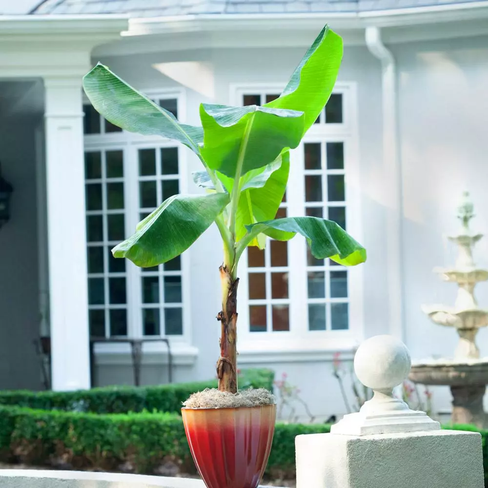 Fast Growing Trees Banana Trees Ice Cream Banana Tree 7 Fast Growing Trees Banana Trees Ice Cream Banana Tree