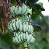 Fast Growing Trees Banana Trees Ice Cream Banana Tree 1 Fast Growing Trees Banana Trees Ice Cream Banana Tree