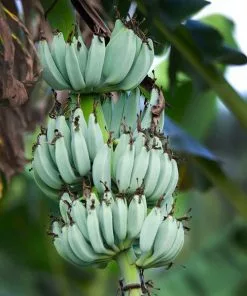 Fast Growing Trees Banana Trees Ice Cream Banana Tree