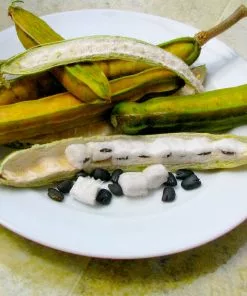 Fast Growing Trees See All House & Patio Ice Cream Bean Tree 9 Fast Growing Trees See All House & Patio Ice Cream Bean Tree