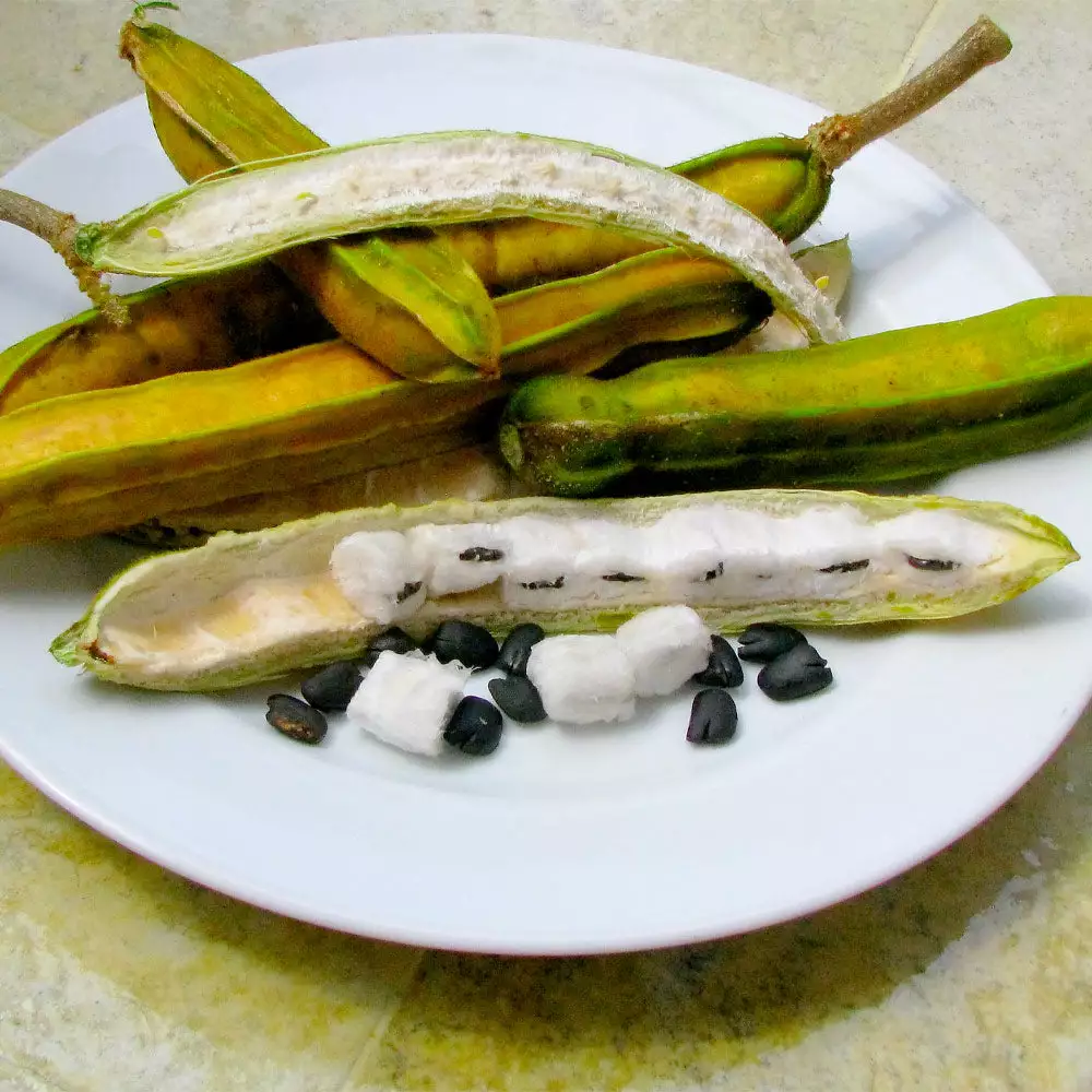 Fast Growing Trees See All House & Patio Ice Cream Bean Tree 5 Fast Growing Trees See All House & Patio Ice Cream Bean Tree