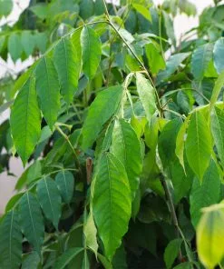 Fast Growing Trees See All House & Patio Ice Cream Bean Tree 10 Fast Growing Trees See All House & Patio Ice Cream Bean Tree