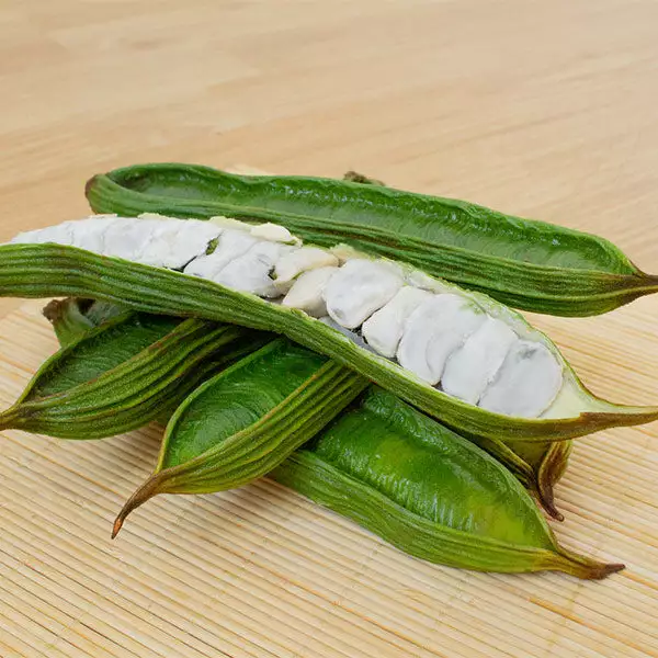 Fast Growing Trees See All House & Patio Ice Cream Bean Tree 3 Fast Growing Trees See All House & Patio Ice Cream Bean Tree