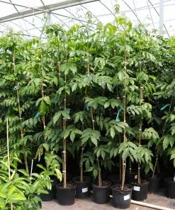 Fast Growing Trees See All House & Patio Ice Cream Bean Tree 11 Fast Growing Trees See All House & Patio Ice Cream Bean Tree