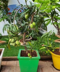 Fast Growing Trees Mango Trees Ice Cream Mango Tree 9 Fast Growing Trees Mango Trees Ice Cream Mango Tree