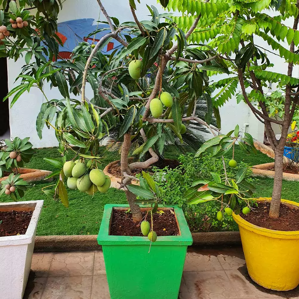 Fast Growing Trees Mango Trees Ice Cream Mango Tree 5 Fast Growing Trees Mango Trees Ice Cream Mango Tree