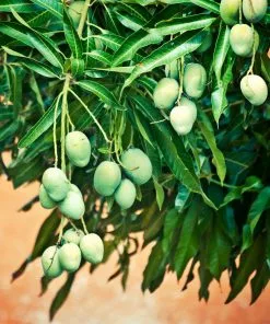 Fast Growing Trees Mango Trees Ice Cream Mango Tree 10 Fast Growing Trees Mango Trees Ice Cream Mango Tree