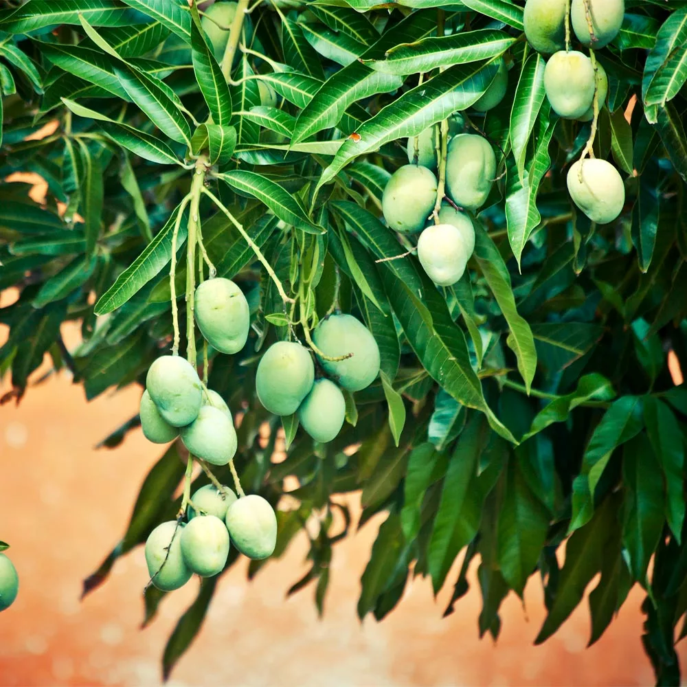 Fast Growing Trees Mango Trees Ice Cream Mango Tree 6 Fast Growing Trees Mango Trees Ice Cream Mango Tree