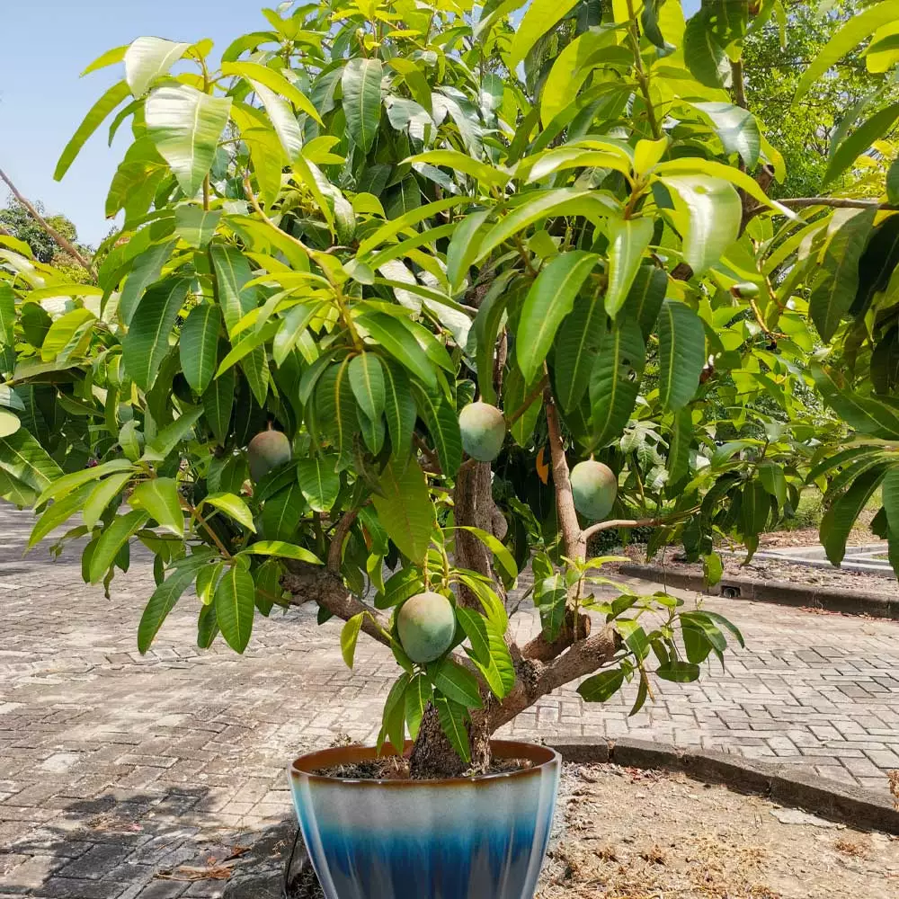Fast Growing Trees Mango Trees Ice Cream Mango Tree 4 Fast Growing Trees Mango Trees Ice Cream Mango Tree