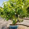 Fast Growing Trees Mango Trees Ice Cream Mango Tree 1 Fast Growing Trees Mango Trees Ice Cream Mango Tree