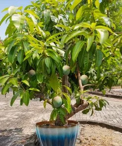 Fast Growing Trees Mango Trees Ice Cream Mango Tree