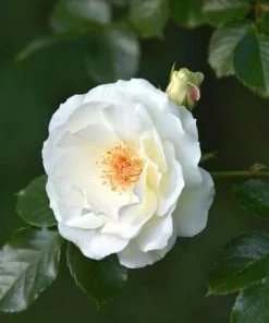 Fast Growing Trees Iceberg Rose Tree 8 Fast Growing Trees Iceberg Rose Tree