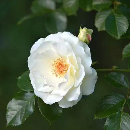 Fast Growing Trees Iceberg Rose Tree 5 Fast Growing Trees Iceberg Rose Tree