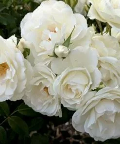 Fast Growing Trees Iceberg Rose Tree 9 Fast Growing Trees Iceberg Rose Tree