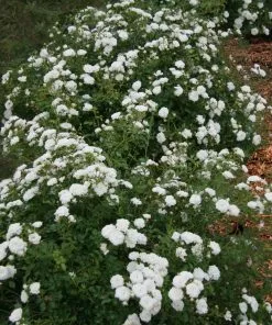 Fast Growing Trees Icy Drift® Rose 7 Fast Growing Trees Icy Drift® Rose