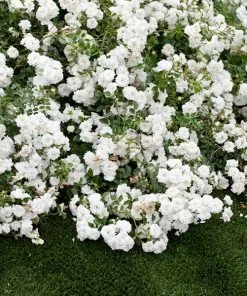 Fast Growing Trees Icy Drift® Rose