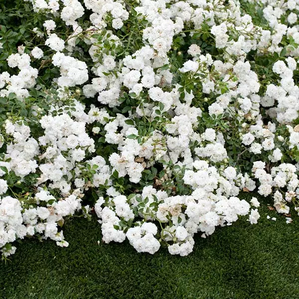 Fast Growing Trees Icy Drift® Rose 3 Fast Growing Trees Icy Drift® Rose