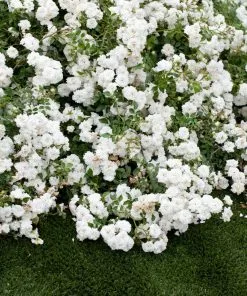 Fast Growing Trees Icy Drift® Rose