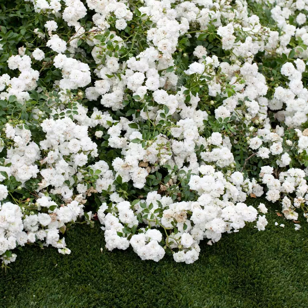 Fast Growing Trees Icy Drift® Rose 4 Fast Growing Trees Icy Drift® Rose