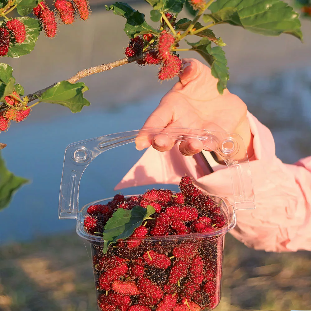 Fast Growing Trees See All Fruit Trees Illinois Everbearing Mulberry 4 Fast Growing Trees See All Fruit Trees Illinois Everbearing Mulberry