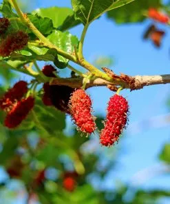 Fast Growing Trees See All Fruit Trees Illinois Everbearing Mulberry 10 Fast Growing Trees See All Fruit Trees Illinois Everbearing Mulberry