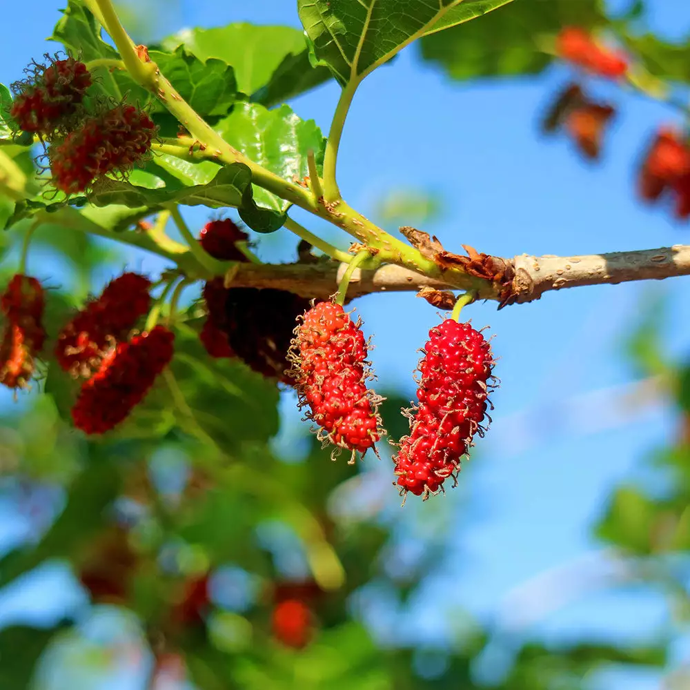 Fast Growing Trees See All Fruit Trees Illinois Everbearing Mulberry 6 Fast Growing Trees See All Fruit Trees Illinois Everbearing Mulberry