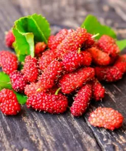 Fast Growing Trees See All Fruit Trees Illinois Everbearing Mulberry 11 Fast Growing Trees See All Fruit Trees Illinois Everbearing Mulberry