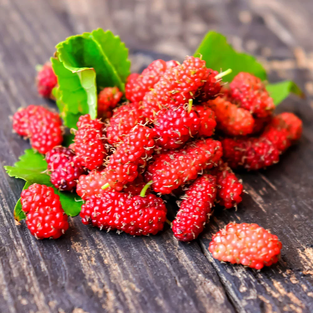 Fast Growing Trees See All Fruit Trees Illinois Everbearing Mulberry 7 Fast Growing Trees See All Fruit Trees Illinois Everbearing Mulberry