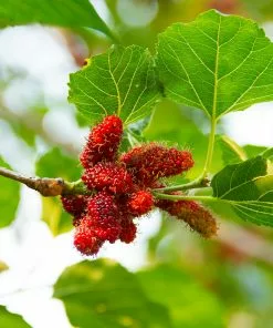 Fast Growing Trees See All Fruit Trees Illinois Everbearing Mulberry 9 Fast Growing Trees See All Fruit Trees Illinois Everbearing Mulberry