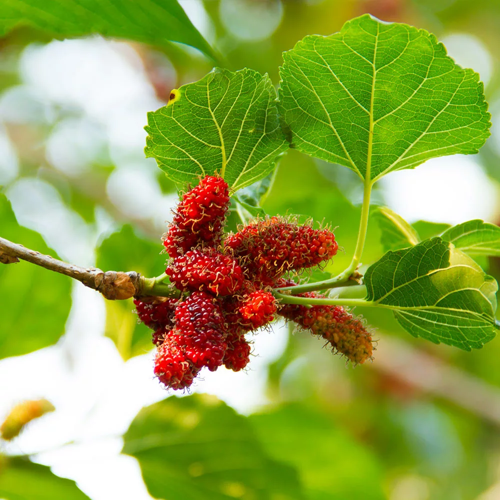 Fast Growing Trees See All Fruit Trees Illinois Everbearing Mulberry 5 Fast Growing Trees See All Fruit Trees Illinois Everbearing Mulberry