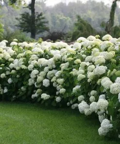Fast Growing Trees Incrediball® Hydrangea Shrub 8 Fast Growing Trees Incrediball® Hydrangea Shrub