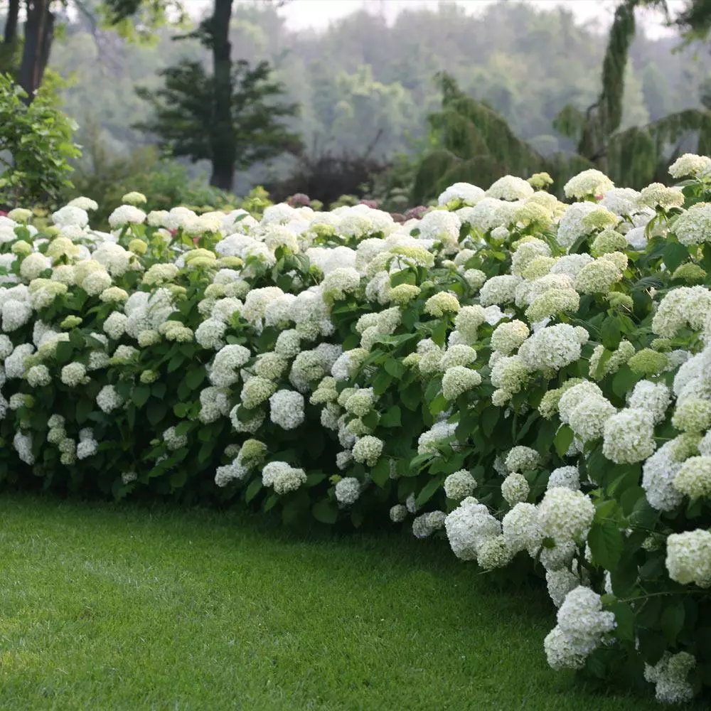 Fast Growing Trees Incrediball® Hydrangea Shrub 5 Fast Growing Trees Incrediball® Hydrangea Shrub