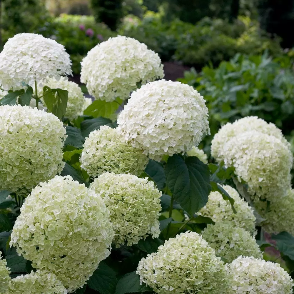 Fast Growing Trees Incrediball® Hydrangea Shrub 4 Fast Growing Trees Incrediball® Hydrangea Shrub