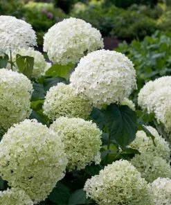 Fast Growing Trees Incrediball® Hydrangea Shrub