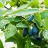 Fast Growing Trees Honeyberry Bushes Indigo Gem Haskap (Honeyberry) 2 Fast Growing Trees Honeyberry Bushes Indigo Gem Haskap (Honeyberry)