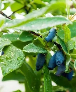 Fast Growing Trees Honeyberry Bushes Indigo Gem Haskap (Honeyberry)
