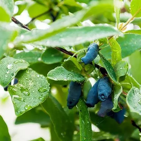 Fast Growing Trees Honeyberry Bushes Indigo Gem Haskap (Honeyberry) 4 Fast Growing Trees Honeyberry Bushes Indigo Gem Haskap (Honeyberry)