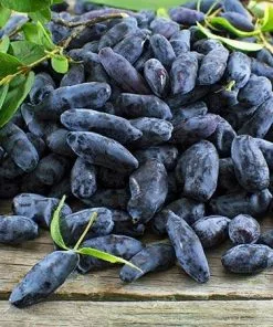 Fast Growing Trees Honeyberry Bushes Indigo Gem Haskap (Honeyberry) 7 Fast Growing Trees Honeyberry Bushes Indigo Gem Haskap (Honeyberry)