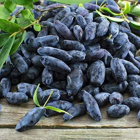 Fast Growing Trees Honeyberry Bushes Indigo Gem Haskap (Honeyberry) 5 Fast Growing Trees Honeyberry Bushes Indigo Gem Haskap (Honeyberry)