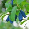 Fast Growing Trees Indigo Treat Haskap (Honeyberry) Honeyberry Bushes 2 Fast Growing Trees Indigo Treat Haskap (Honeyberry) Honeyberry Bushes