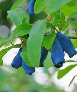 Fast Growing Trees Indigo Treat Haskap (Honeyberry) Honeyberry Bushes