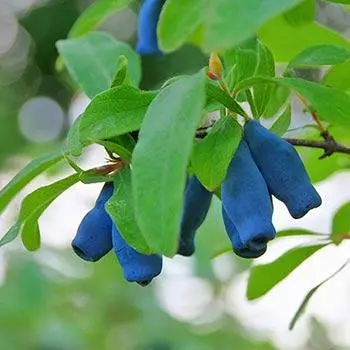 Fast Growing Trees Indigo Treat Haskap (Honeyberry) Honeyberry Bushes 3 Fast Growing Trees Indigo Treat Haskap (Honeyberry) Honeyberry Bushes