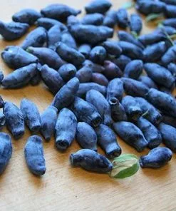 Fast Growing Trees Indigo Treat Haskap (Honeyberry) Honeyberry Bushes 7 Fast Growing Trees Indigo Treat Haskap (Honeyberry) Honeyberry Bushes