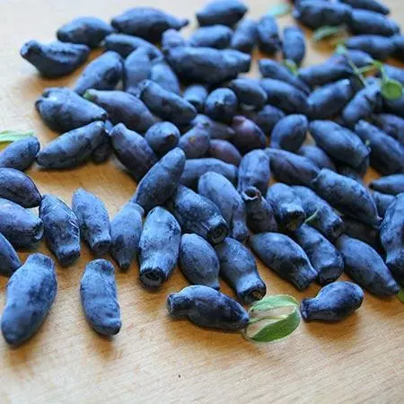 Fast Growing Trees Indigo Treat Haskap (Honeyberry) Honeyberry Bushes 5 Fast Growing Trees Indigo Treat Haskap (Honeyberry) Honeyberry Bushes