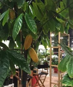 Fast Growing Trees Chocolate Cocoa 'Cacao' Plant 10 Fast Growing Trees Chocolate Cocoa 'Cacao' Plant