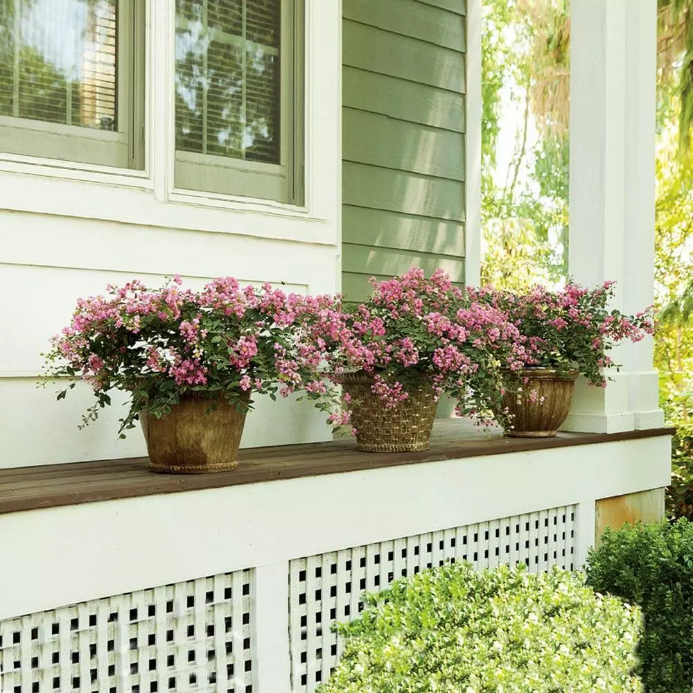 Fast Growing Trees Crape Myrtles Infinitini® Brite Pink Crape Myrtle Shrub 4 Fast Growing Trees Crape Myrtles Infinitini® Brite Pink Crape Myrtle Shrub