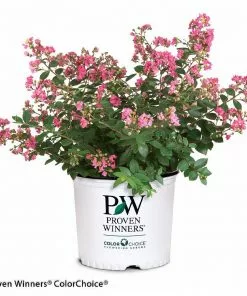 Fast Growing Trees Crape Myrtles Infinitini® Brite Pink Crape Myrtle Shrub 10 Fast Growing Trees Crape Myrtles Infinitini® Brite Pink Crape Myrtle Shrub