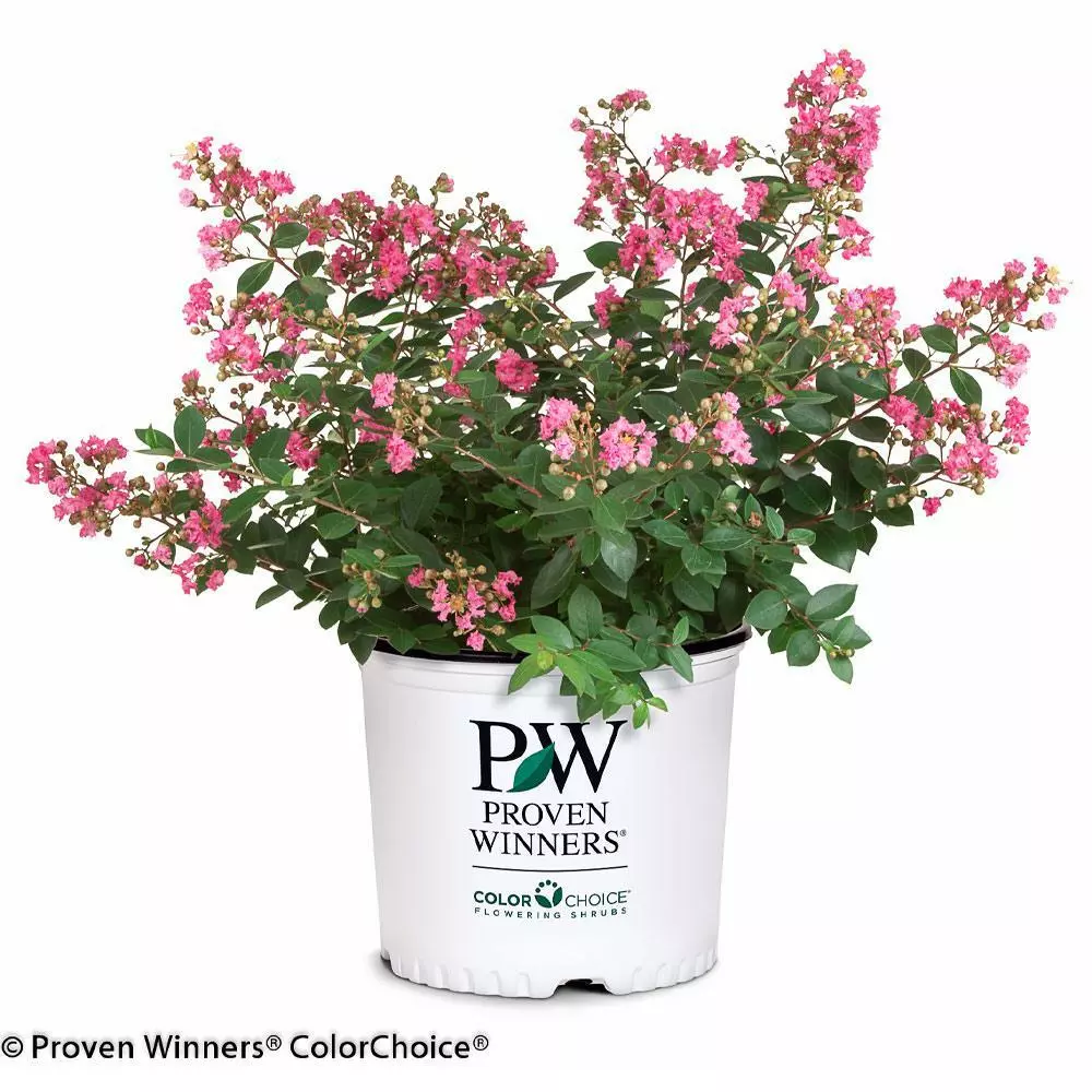 Fast Growing Trees Crape Myrtles Infinitini® Brite Pink Crape Myrtle Shrub 6 Fast Growing Trees Crape Myrtles Infinitini® Brite Pink Crape Myrtle Shrub