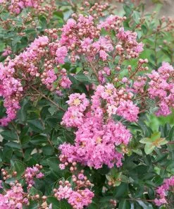 Fast Growing Trees Crape Myrtles Infinitini® Brite Pink Crape Myrtle Shrub 9 Fast Growing Trees Crape Myrtles Infinitini® Brite Pink Crape Myrtle Shrub