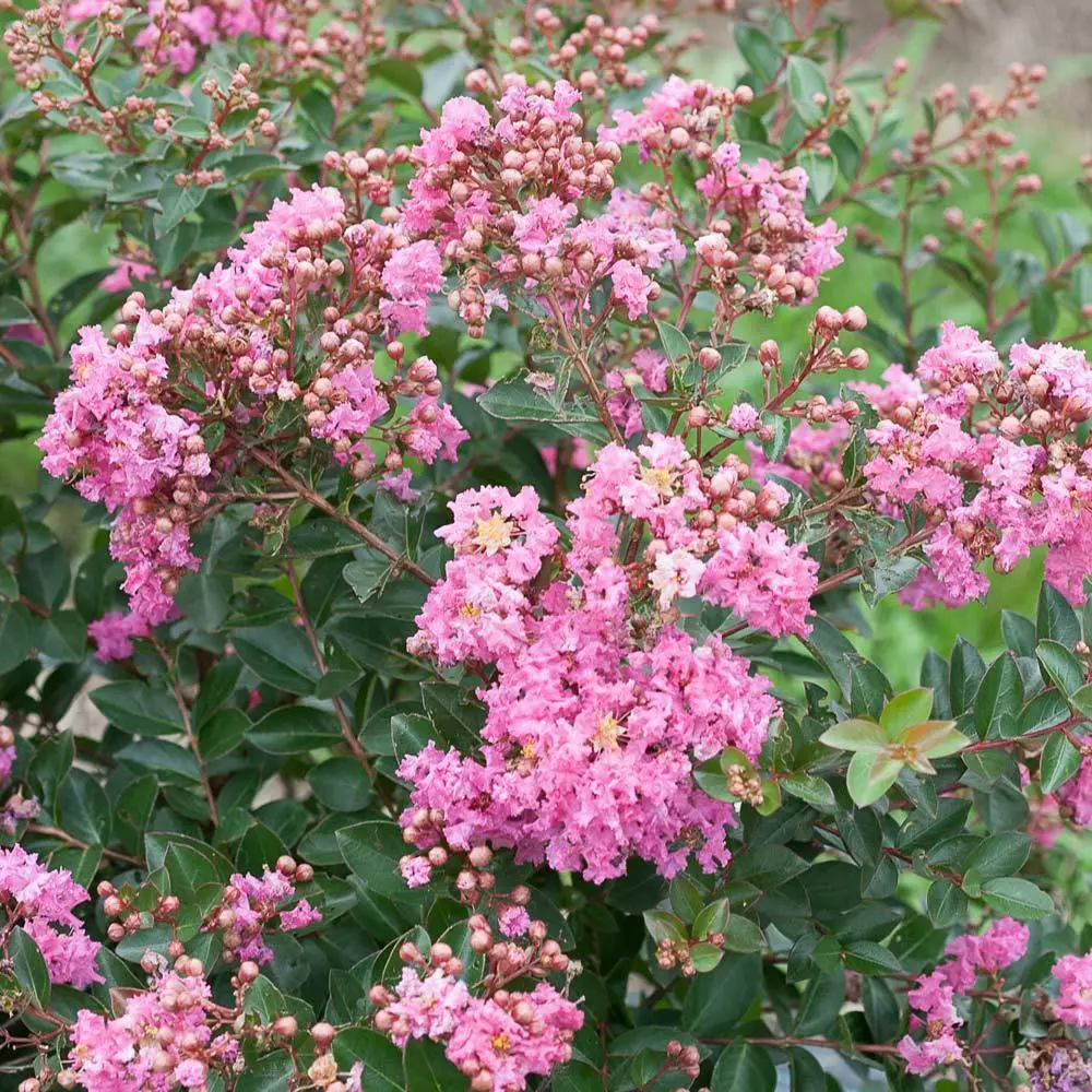 Fast Growing Trees Crape Myrtles Infinitini® Brite Pink Crape Myrtle Shrub 5 Fast Growing Trees Crape Myrtles Infinitini® Brite Pink Crape Myrtle Shrub